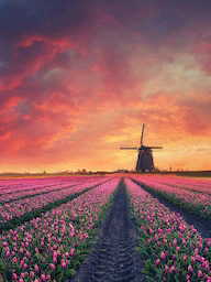 Word City Amsterdam Windmill