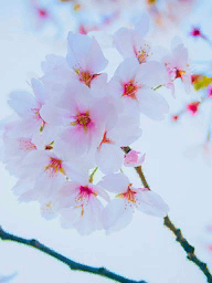 Kelime Gezmece Seul Sakura