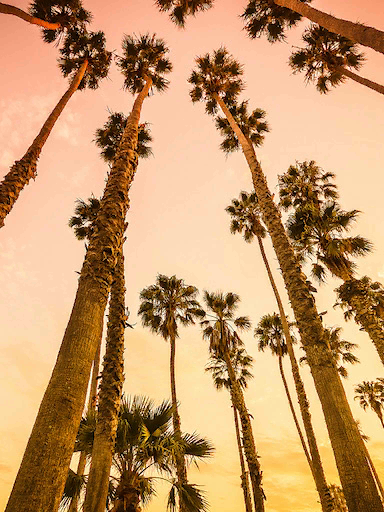 Kelime Gezmece Los Angeles Palmİye